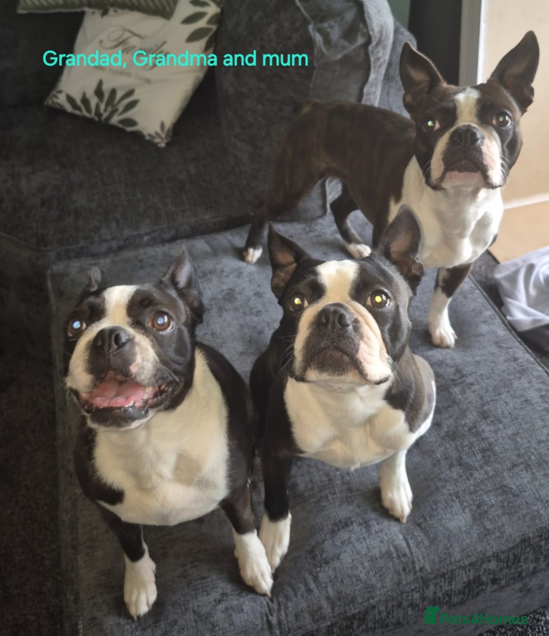 Boston Terrier dogs for sale: Stunning true to type wildax litter - Image 24