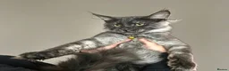 Maine Coon cats for sale: TICA ACTIVE REGISTERED MAINE COON FEMALE  - Advert 3