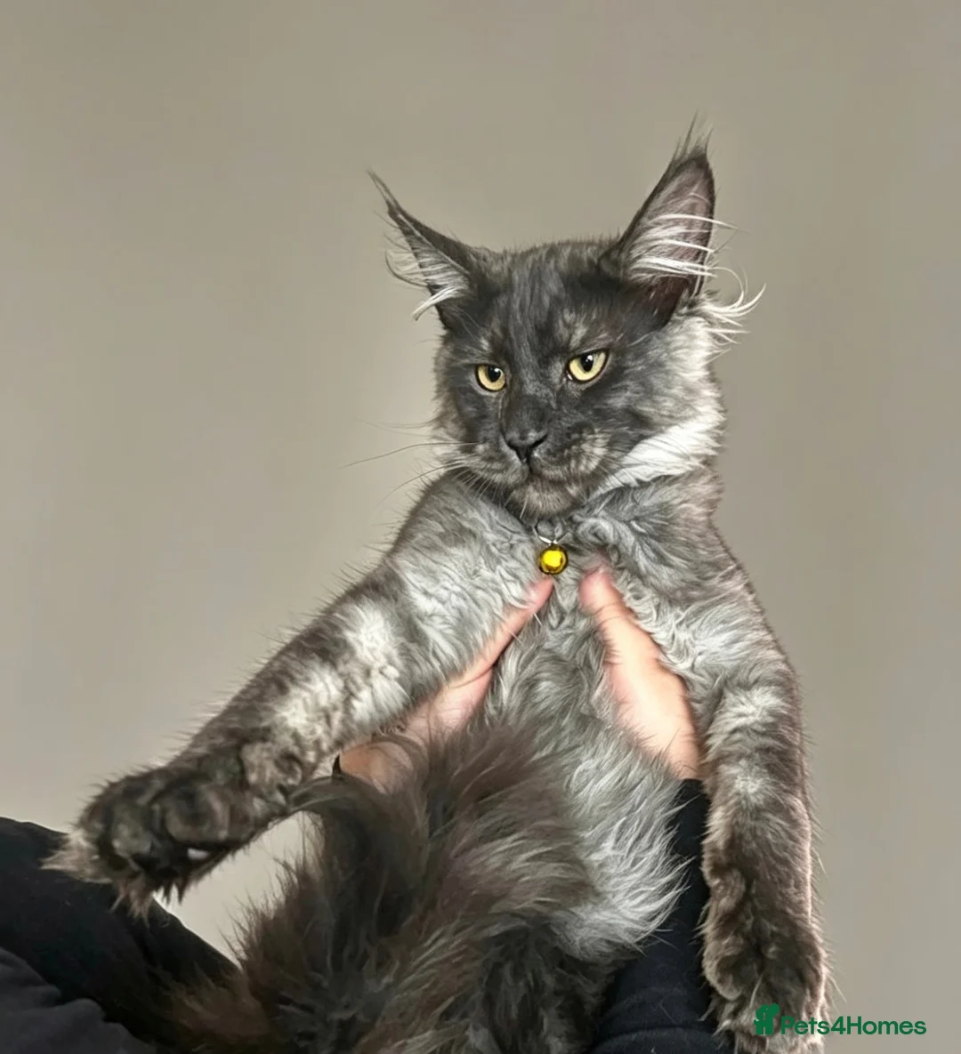 Maine Coon cats for sale: TICA ACTIVE REGISTERED MAINE COON FEMALE  - Advert 3