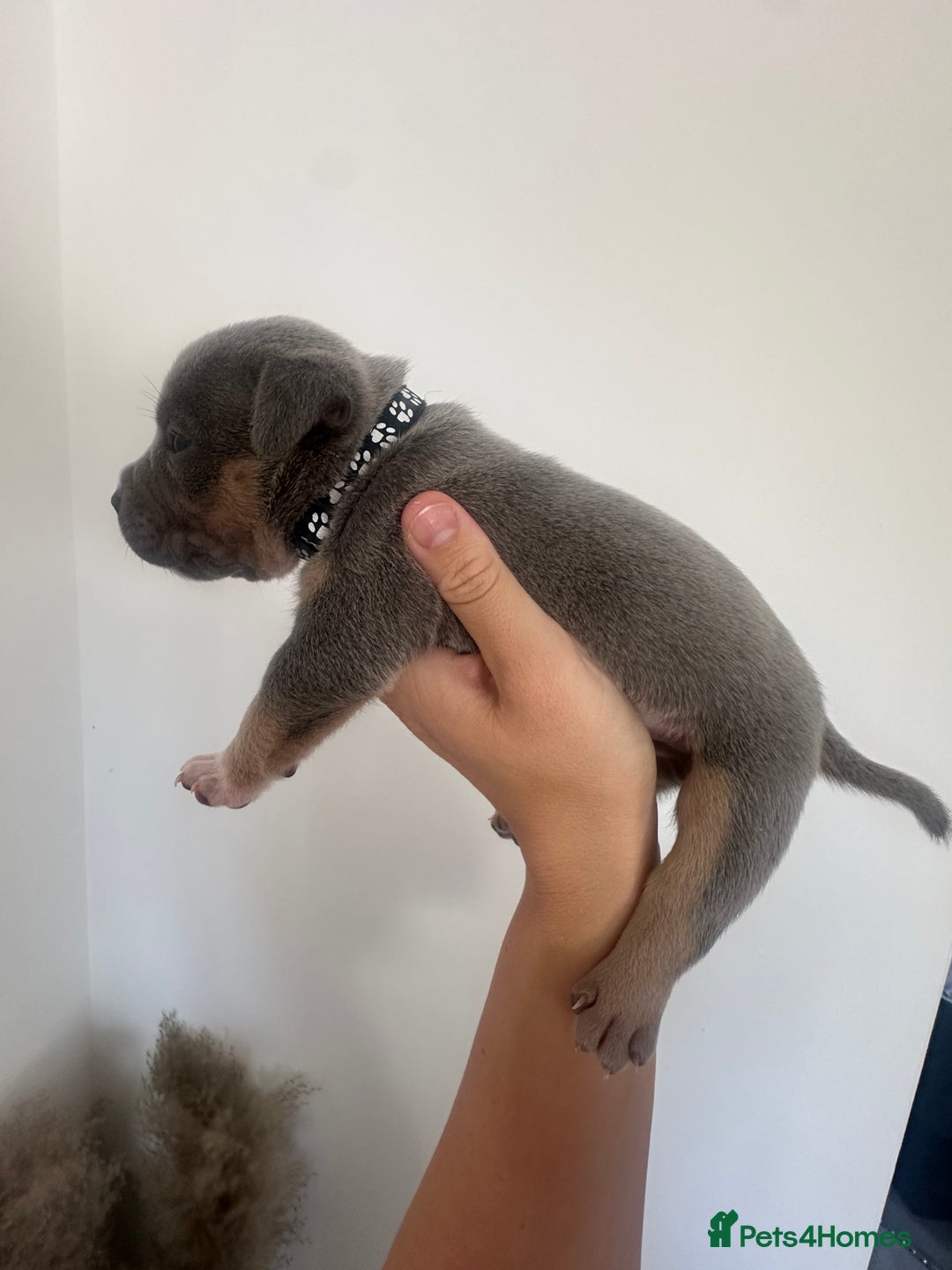 American Bully dogs for sale: Pocket Bullies ( not banned breed) - Image 22