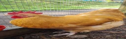 Chickens poultry for sale: Buff Orpington Cockerels  - Advert 3