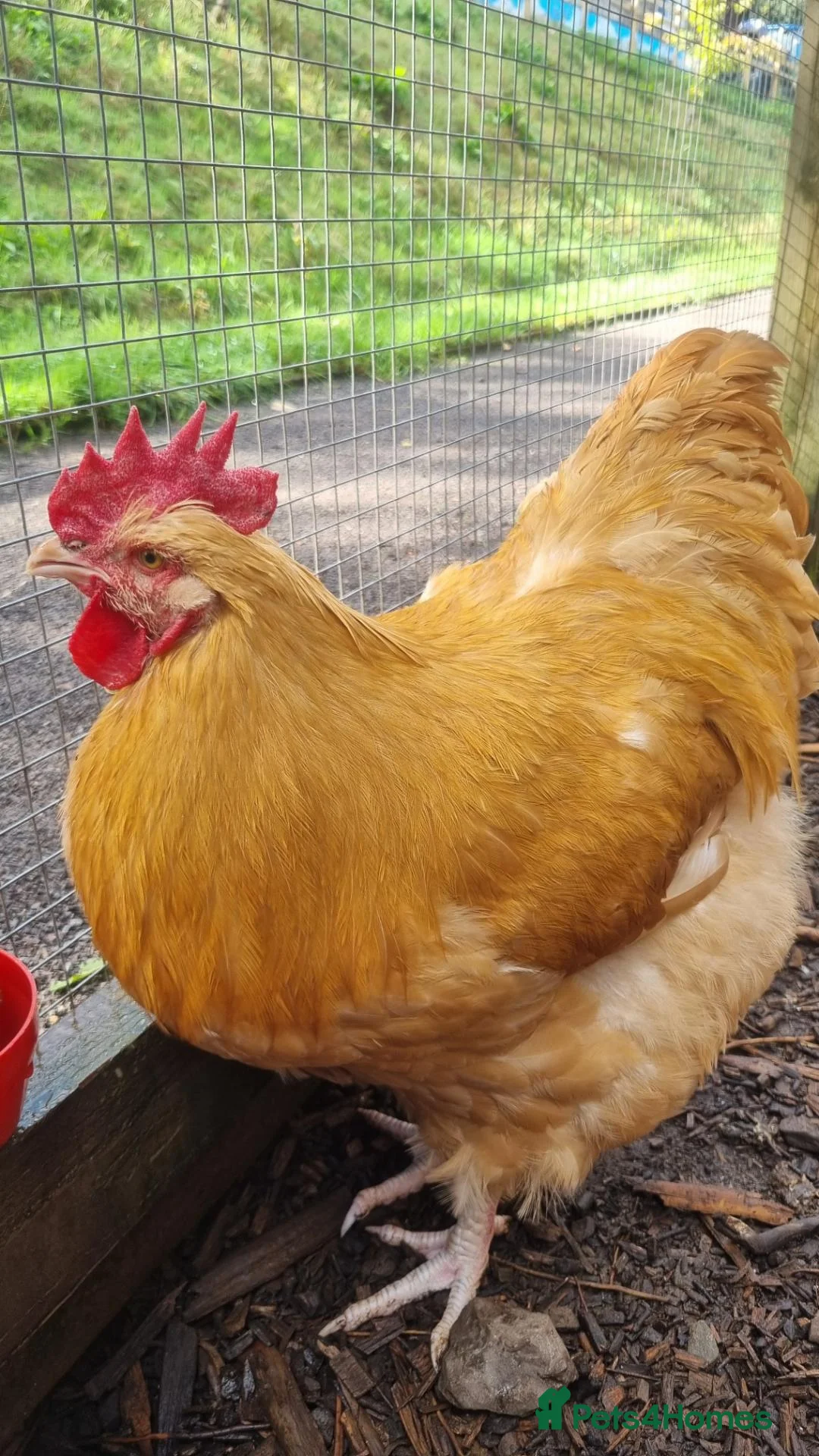 Chickens poultry for sale: Buff Orpington Cockerels  - Advert 3