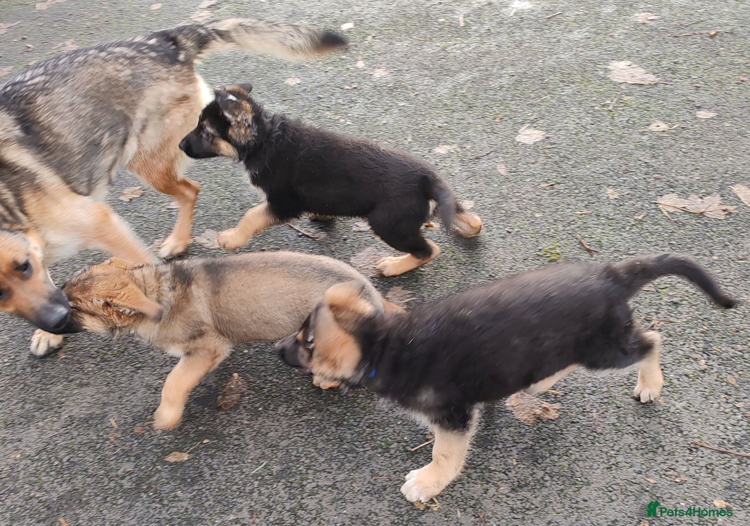 German Shepherd dogs for sale: German Shepherd Puppies - Advert 12