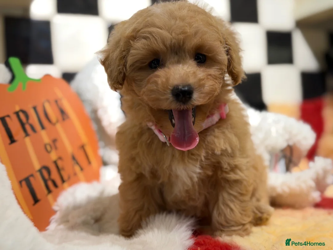 Poochon dogs for sale: Stunning litter of poochons ready now - Advert 2