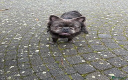 French Bulldog dogs for stud: Benjamin visually fluffy  - Image 2