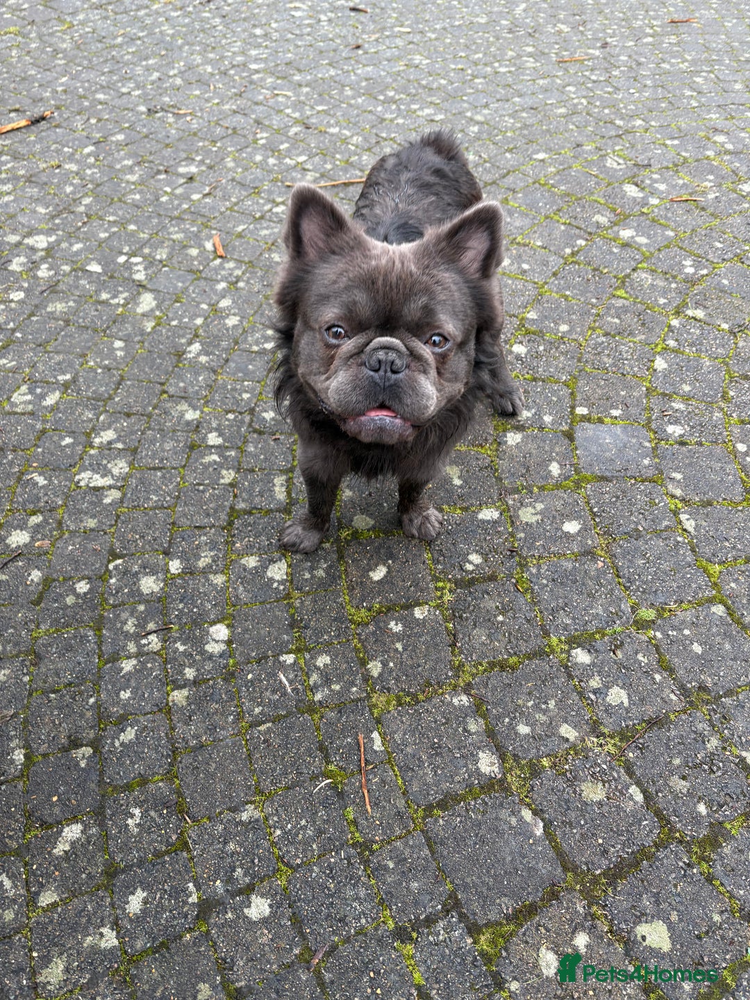 French Bulldog dogs for stud: Benjamin visually fluffy  - Image 2