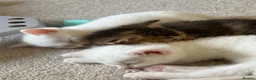 Mixed Breed cats for sale: 2 beautiful white kittens - Advert 13