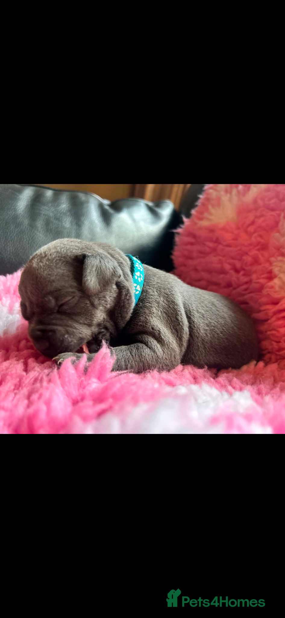 Staffordshire Bull Terrier dogs for sale: Top pedigree blue Staffordshire bull terriers in Glasgow - Advert 10