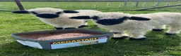 Sheep livestock for sale: Valais Blacknose Lambs and Adults in Rushden - Advert 3