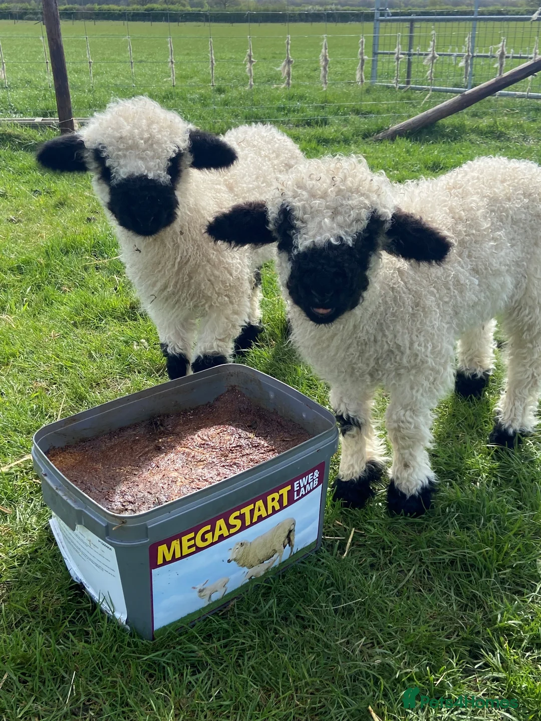 Sheep livestock for sale: Valais Blacknose Lambs and Adults in Rushden - Advert 3
