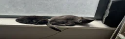 British Shorthair cats for sale: 2 Lovely cats for sale in Leeds - Advert 2