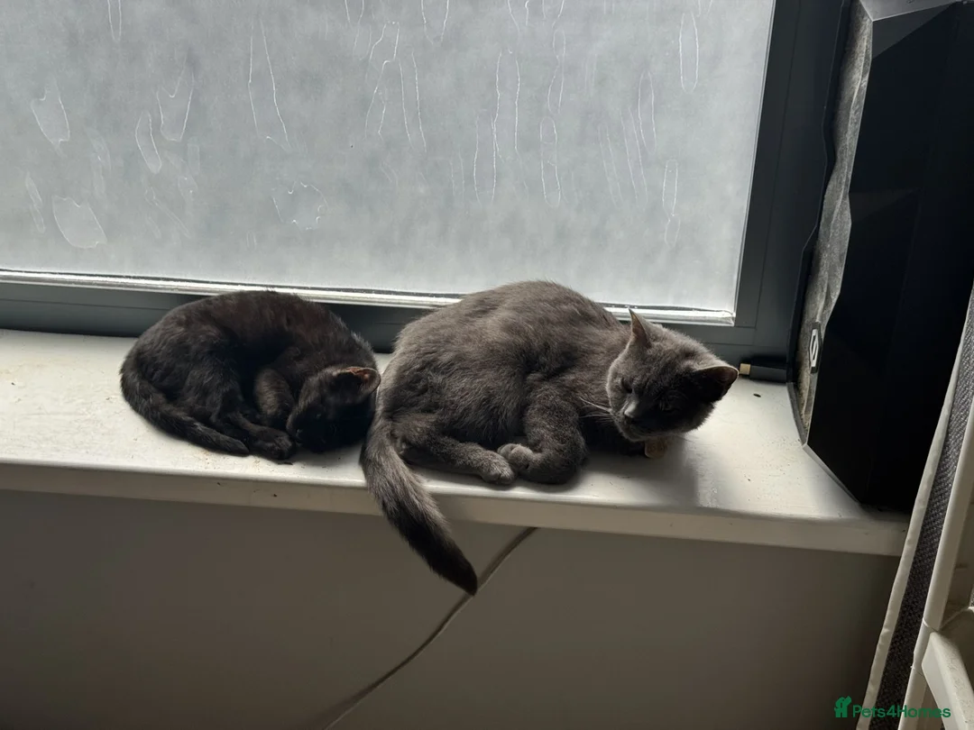 British Shorthair cats for sale: 2 Lovely cats for sale in Leeds - Advert 2