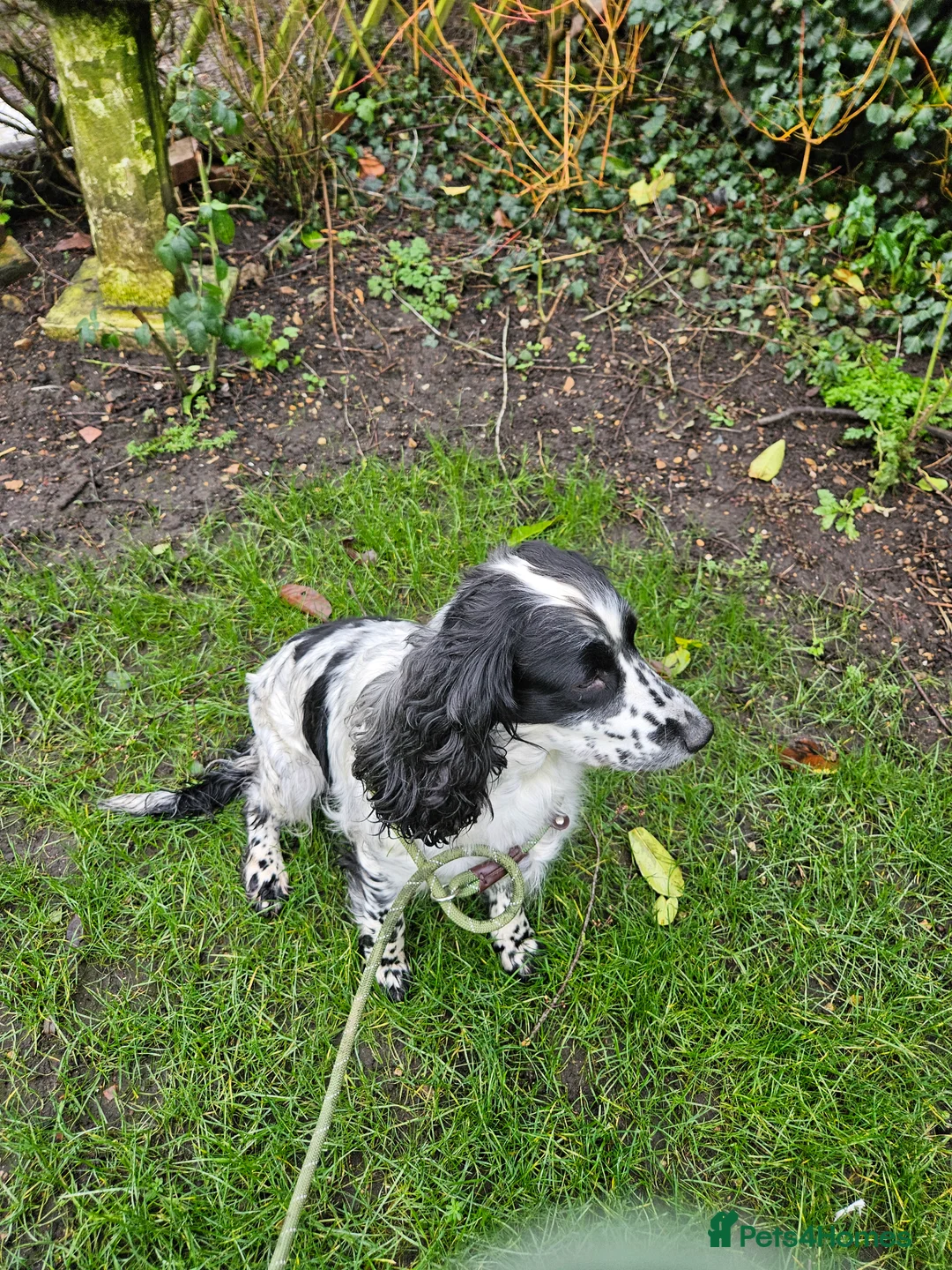 Sprocker dogs for sale: Sprocker female seeking new home  - Advert 4