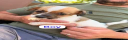 Jack Russell dogs for sale: Jack Russell puppies  - Advert 8