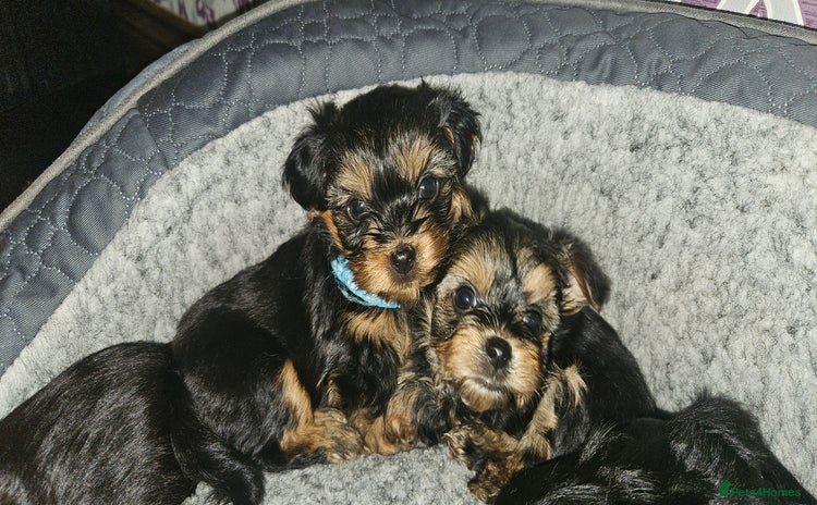 Morkie dogs - Advert 1