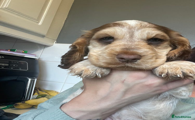 Cocker Spaniel dogs - Advert 1