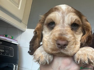 Cocker Spaniel dogs - Advert 8