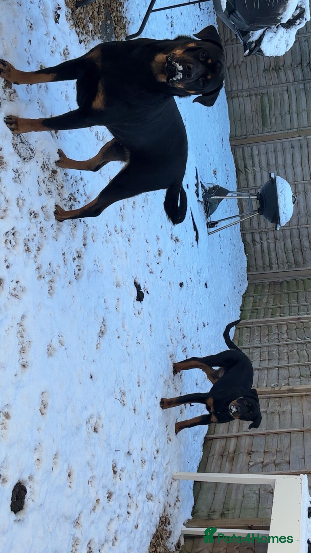 Rottweiler dogs for sale: 4 month old Rottweiler male - Advert 3