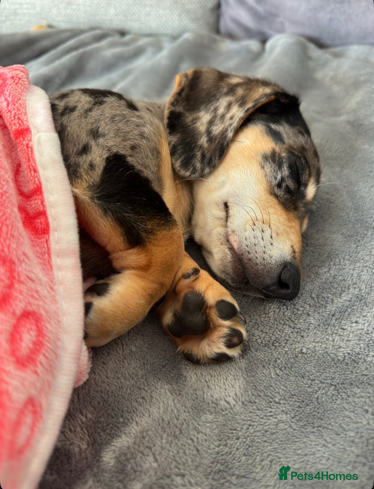 Miniature Dachshund dogs Gorgeous girl looking for a new home  - Advert 3