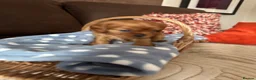 Cavalier King Charles Spaniel dogs for sale: Beautiful Cavalier King Charles Spaniel Puppies 🐶 - Advert 8