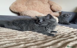 Scottish Fold cats for sale: Scottish fold Longhair - Image 21