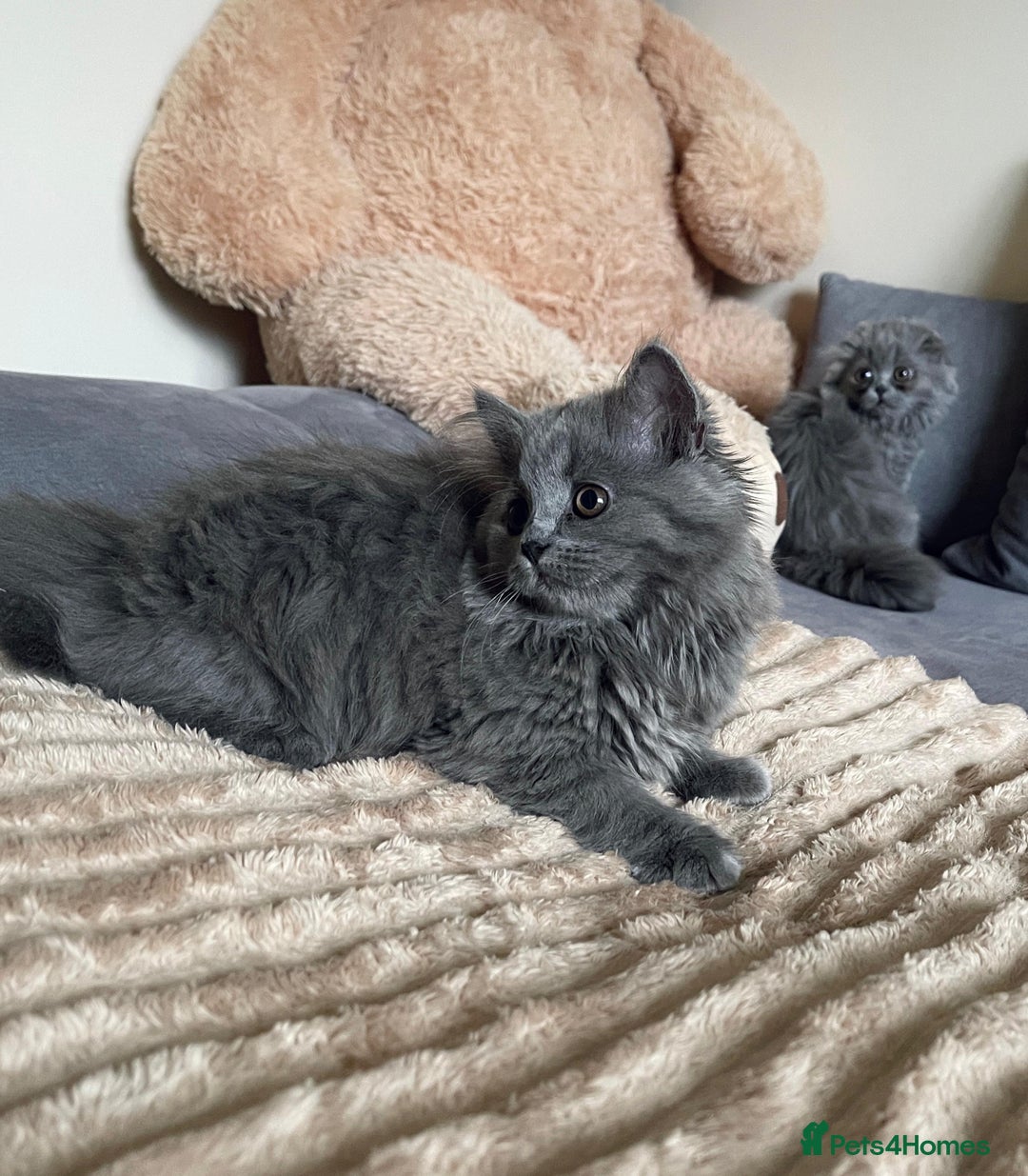 Scottish Fold cats for sale: Scottish fold Longhair - Image 21