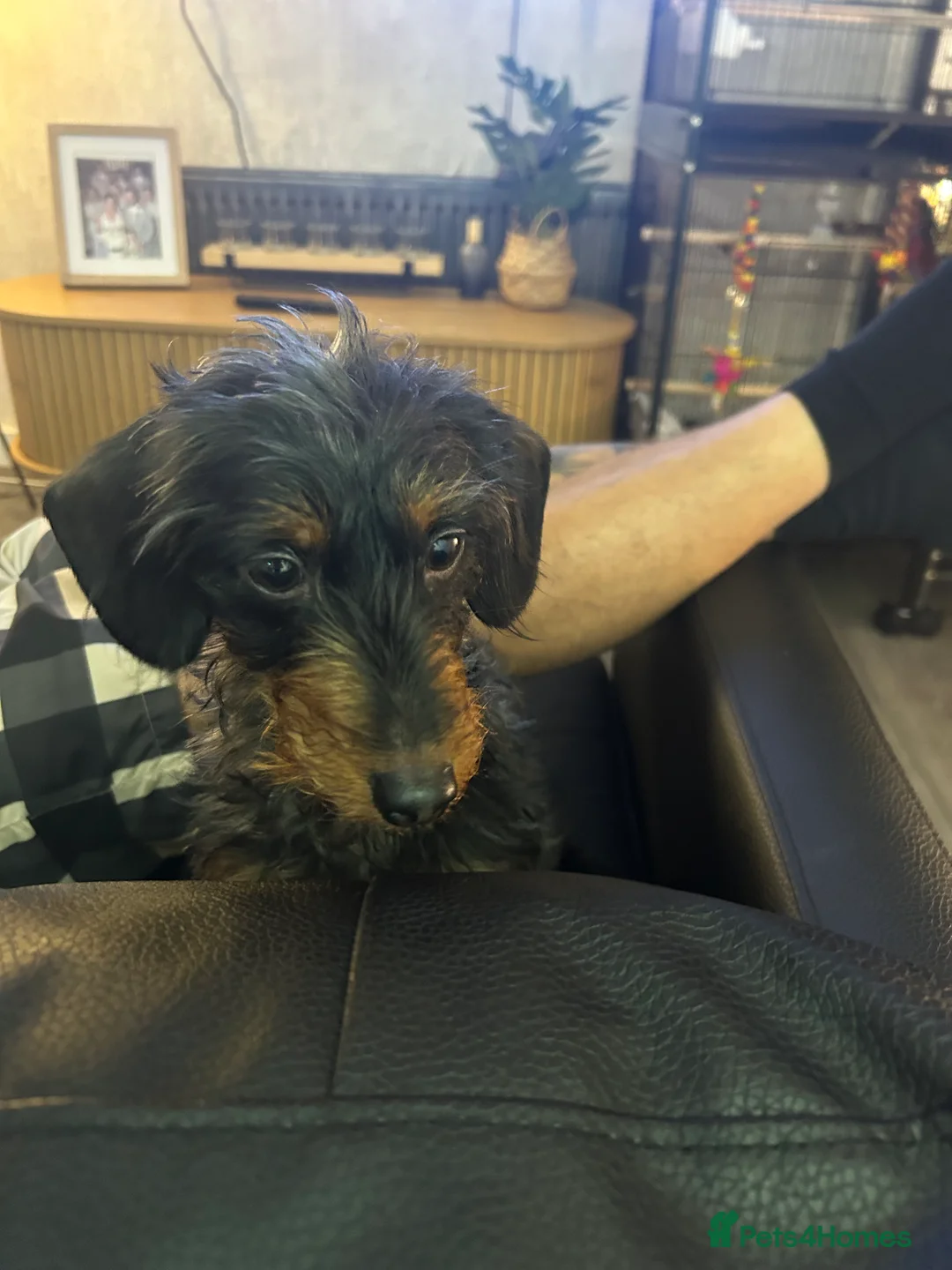 Doxiepoo dogs for sale: Dachshund poodle cross 10 month old girl  - Advert 1