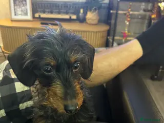 Doxiepoo dogs Dachshund poodle cross 10 month old girl - Advert 9