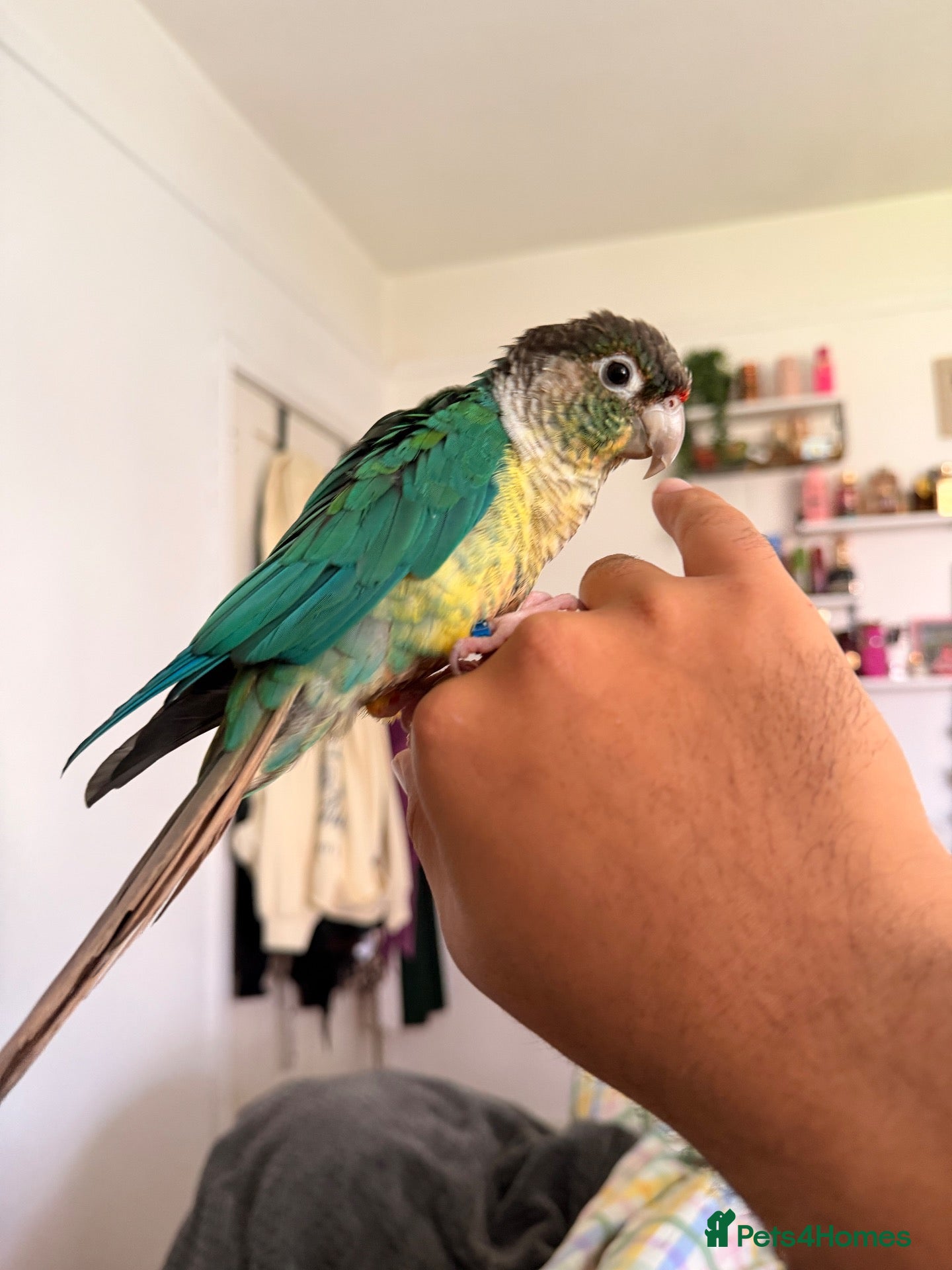 Conures birds Friendly & Tame 2-YearTurquoise Green Cheek Conure - Advert 1