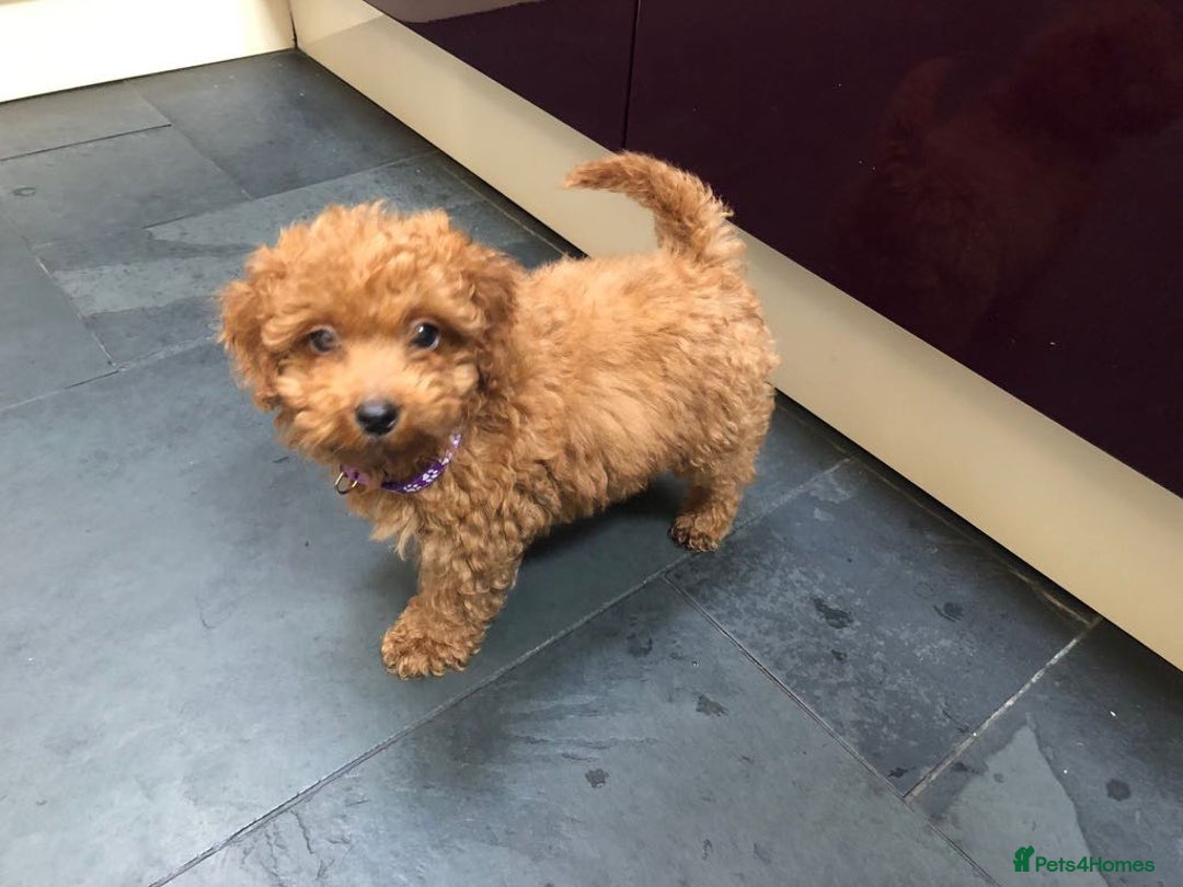 Miniature Poodle dogs for stud: Teddy boy kc registered poodle  in Carlisle - Advert 5