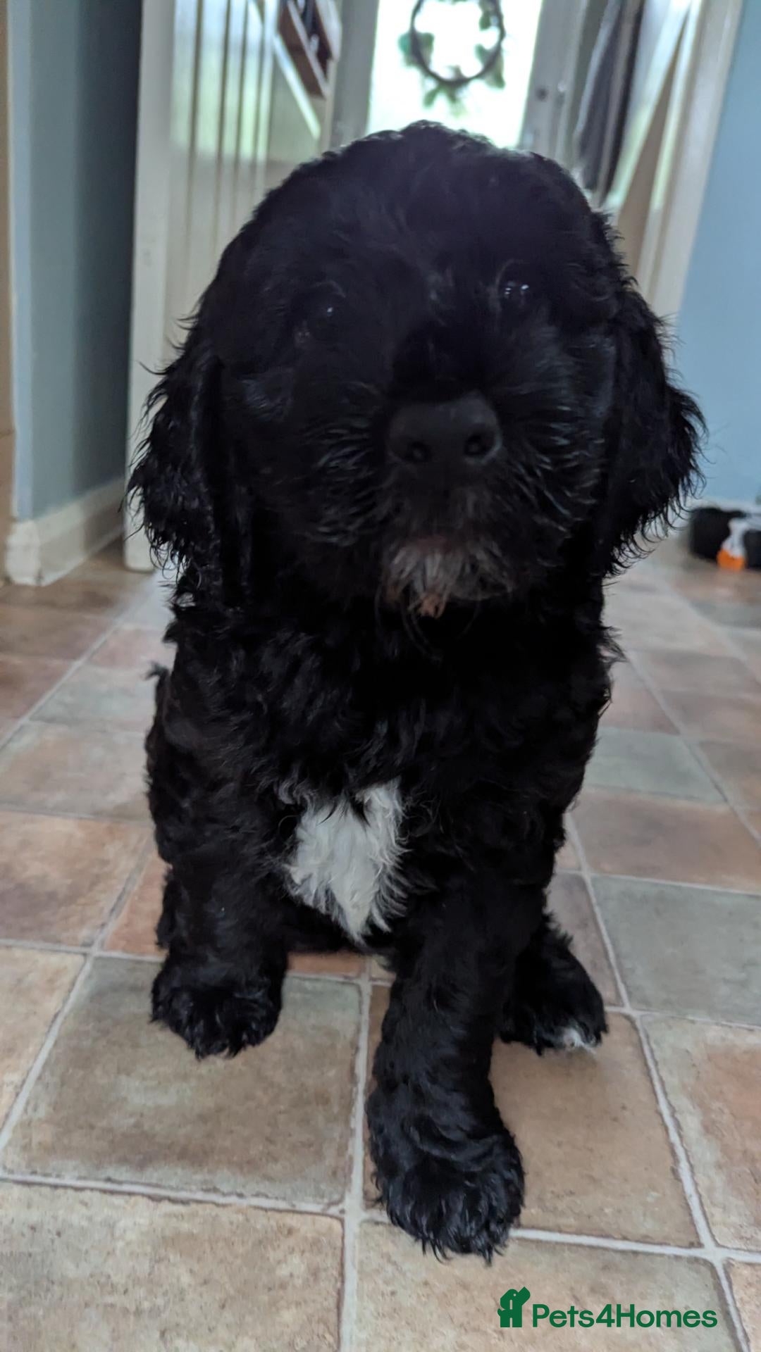 Sheepadoodle dogs Our last sheepadoodle ❤️ F1 OES x POODLE - Advert 3