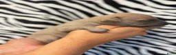 Italian Greyhound dogs for sale: Italian Greyhound Puppies 🐾 in Holywell - Advert 7