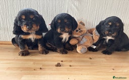 Cocker Spaniel dogs for sale: Beautiful cocker spaniel puppies  - Image 1
