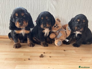 Cocker Spaniel dogs - Advert 6