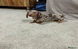 Miniature Dachshund dogs for sale: Stunning pure miniature dachshunds - Image 5