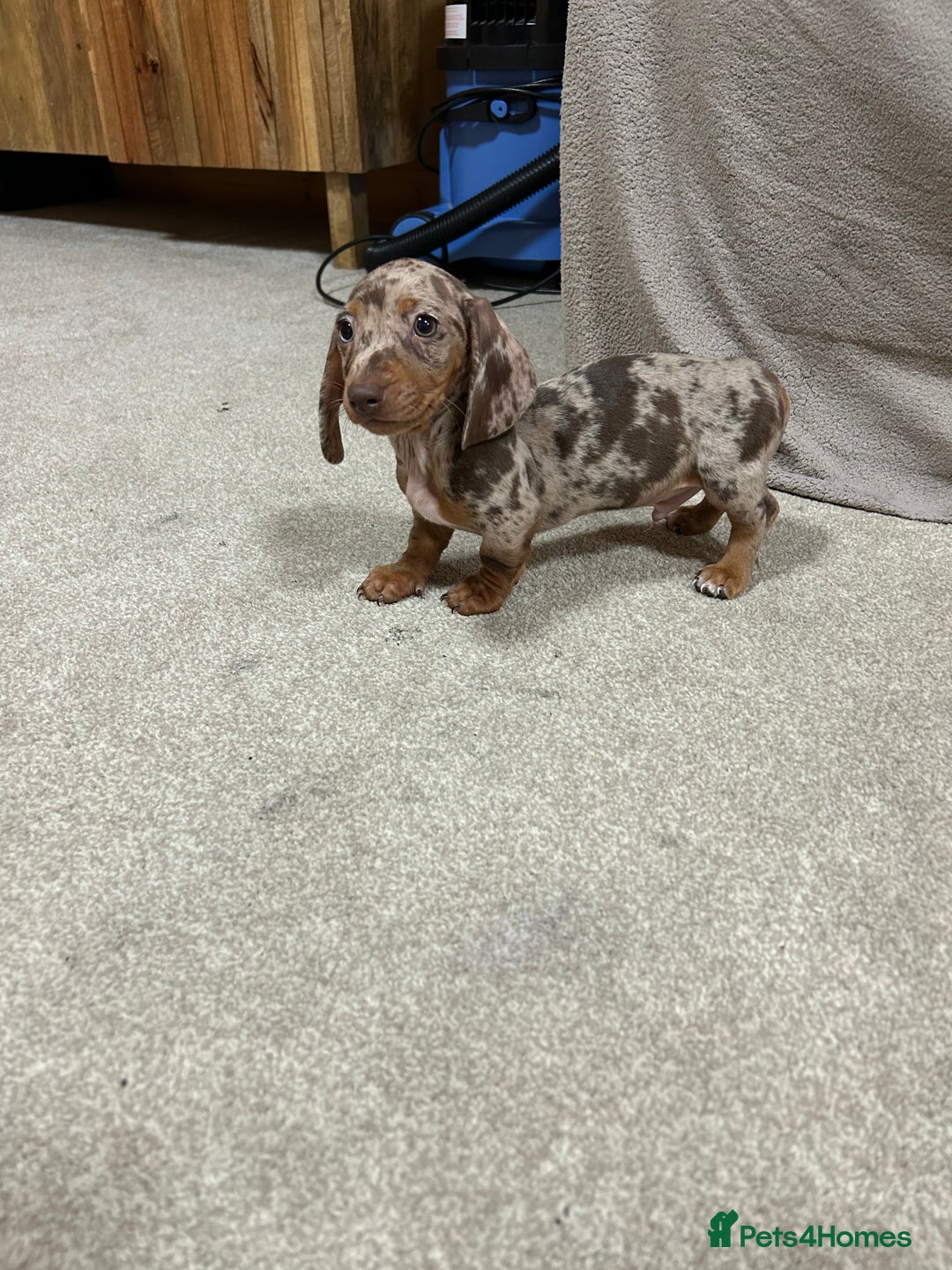 Miniature Dachshund dogs for sale: Stunning pure miniature dachshunds - Image 5