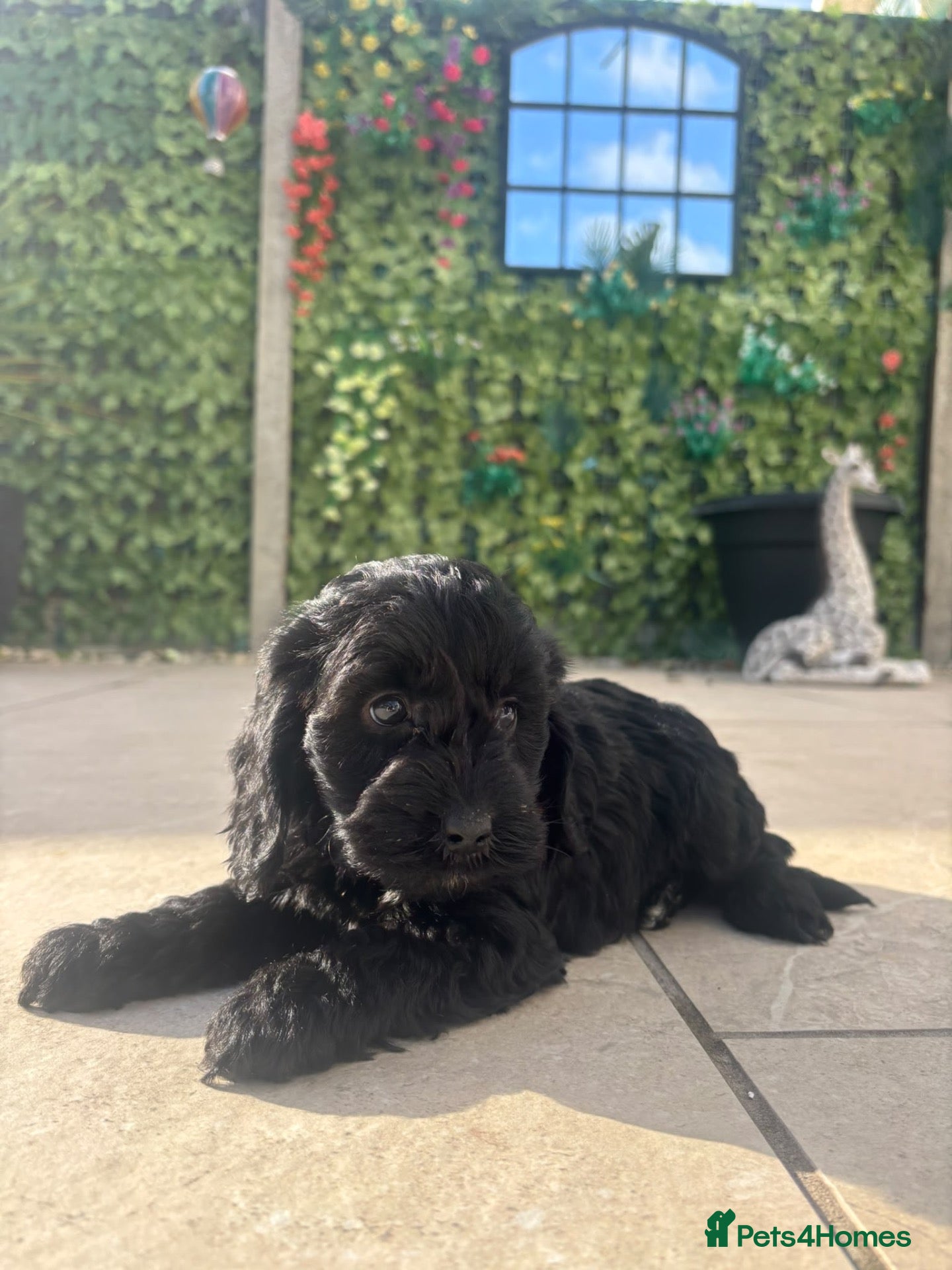 Cockapoo dogs for sale: F1 Toy Cockapoo Puppies *READY NEXT WEEKEND* - Advert 1