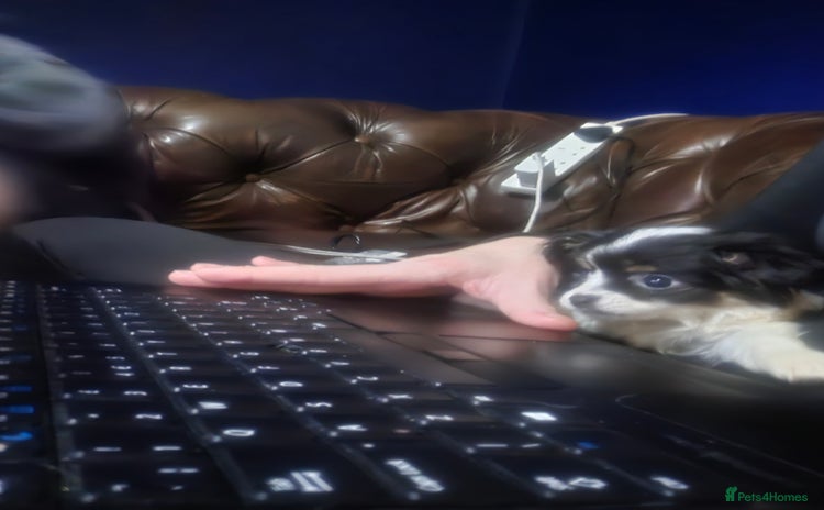 Chihuahua dogs - Advert 3