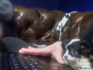 Chihuahua dogs - Advert 2