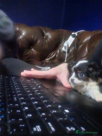 Chihuahua dogs - Advert 14