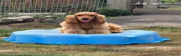 Cocker Spaniel dogs for sale: Show cocker spaniel  - Advert 3