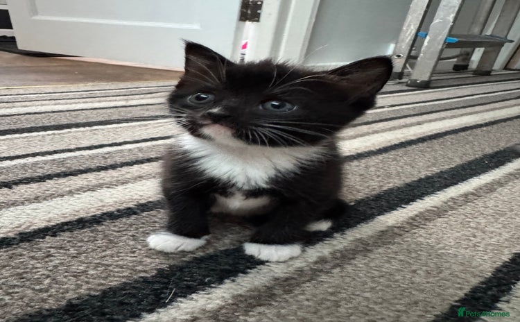 Domestic Shorthair cats - Advert 19