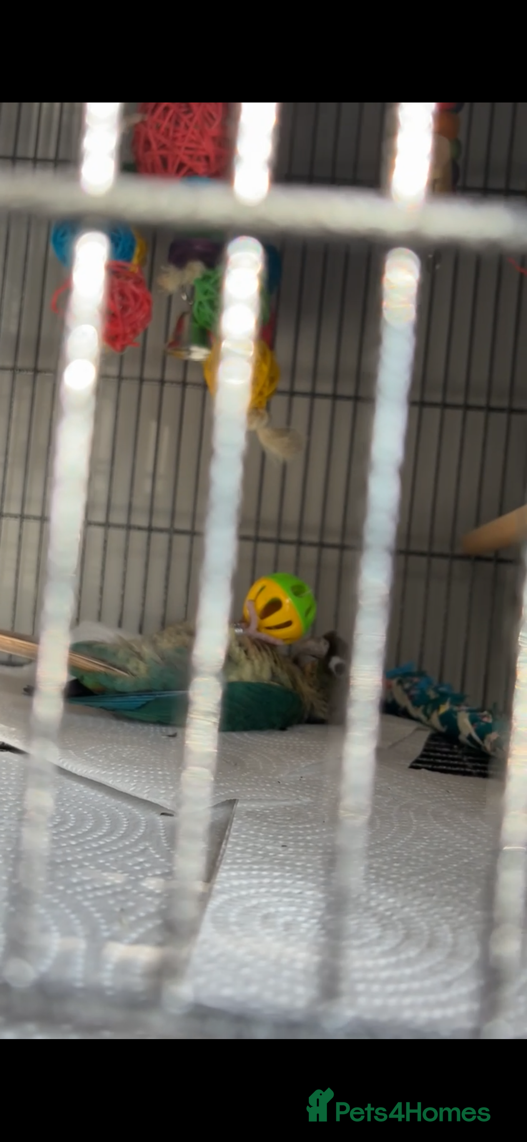 Conures birds for sale: Conure turquoise  - Advert 2