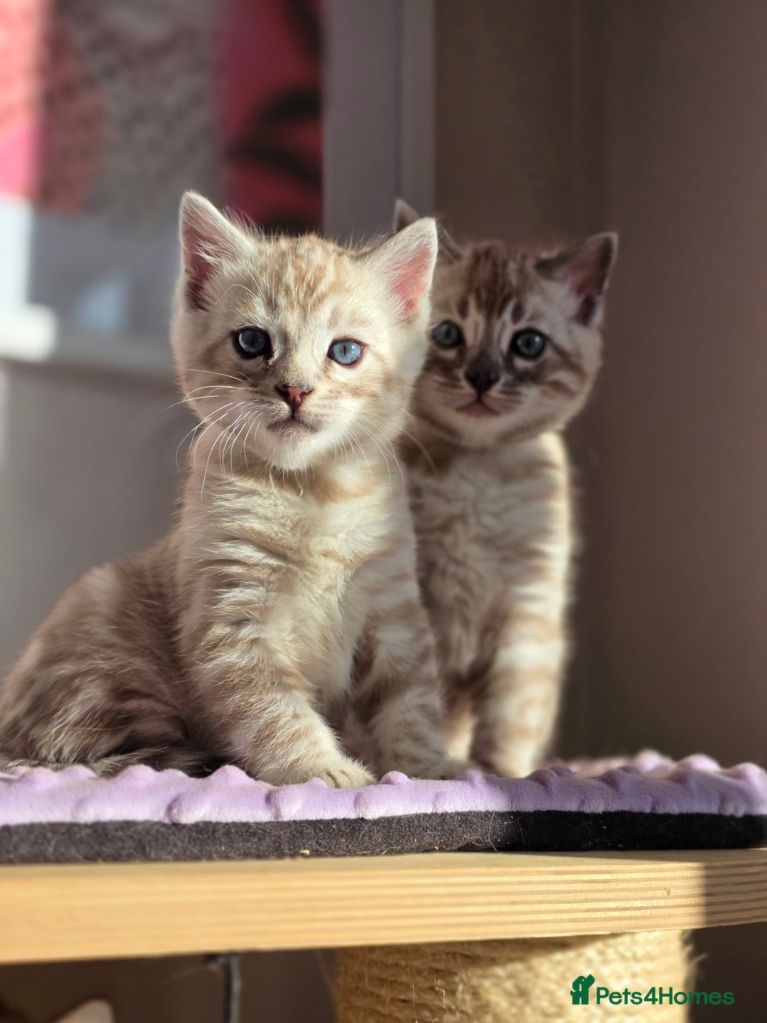 Bengal cats for sale: ❄️ Gorgeous Snow and Charcoal Bengals ❄️  - Advert 34