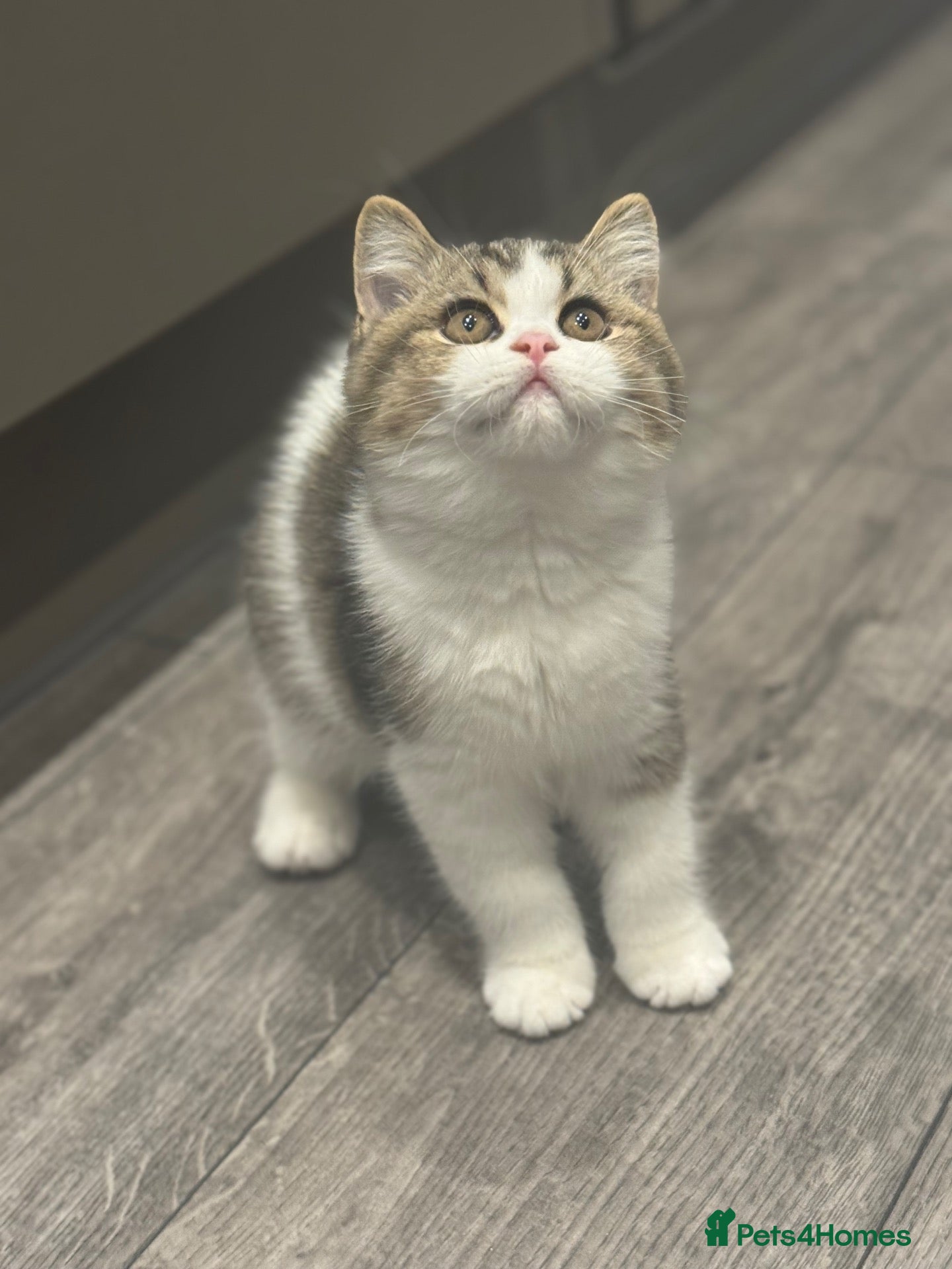 British Shorthair cats One tabby boy left -TICA reg  - Advert 10