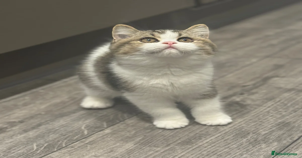 Kittens for sale in Hull, Kingston upon Hull | Pets4Homes