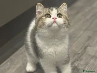British Shorthair cats One tabby boy left -TICA reg - Advert 10