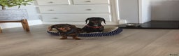 Dachshund dogs for stud: 4kg KC tiny expert Stud Oldham 100% successrecord  in Rochdale - Advert 15