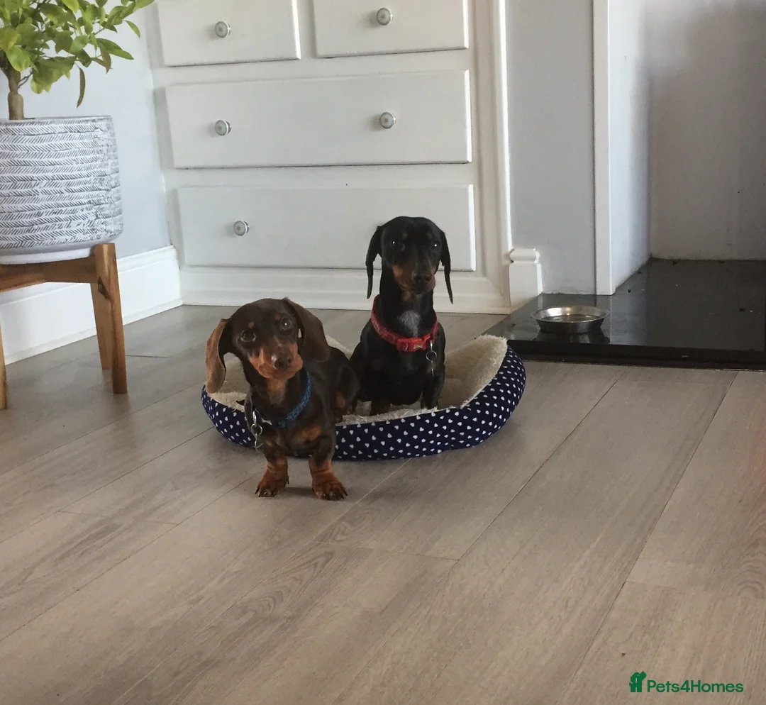 Dachshund dogs for stud: 4kg KC tiny expert Stud Oldham 100% successrecord  in Rochdale - Advert 15