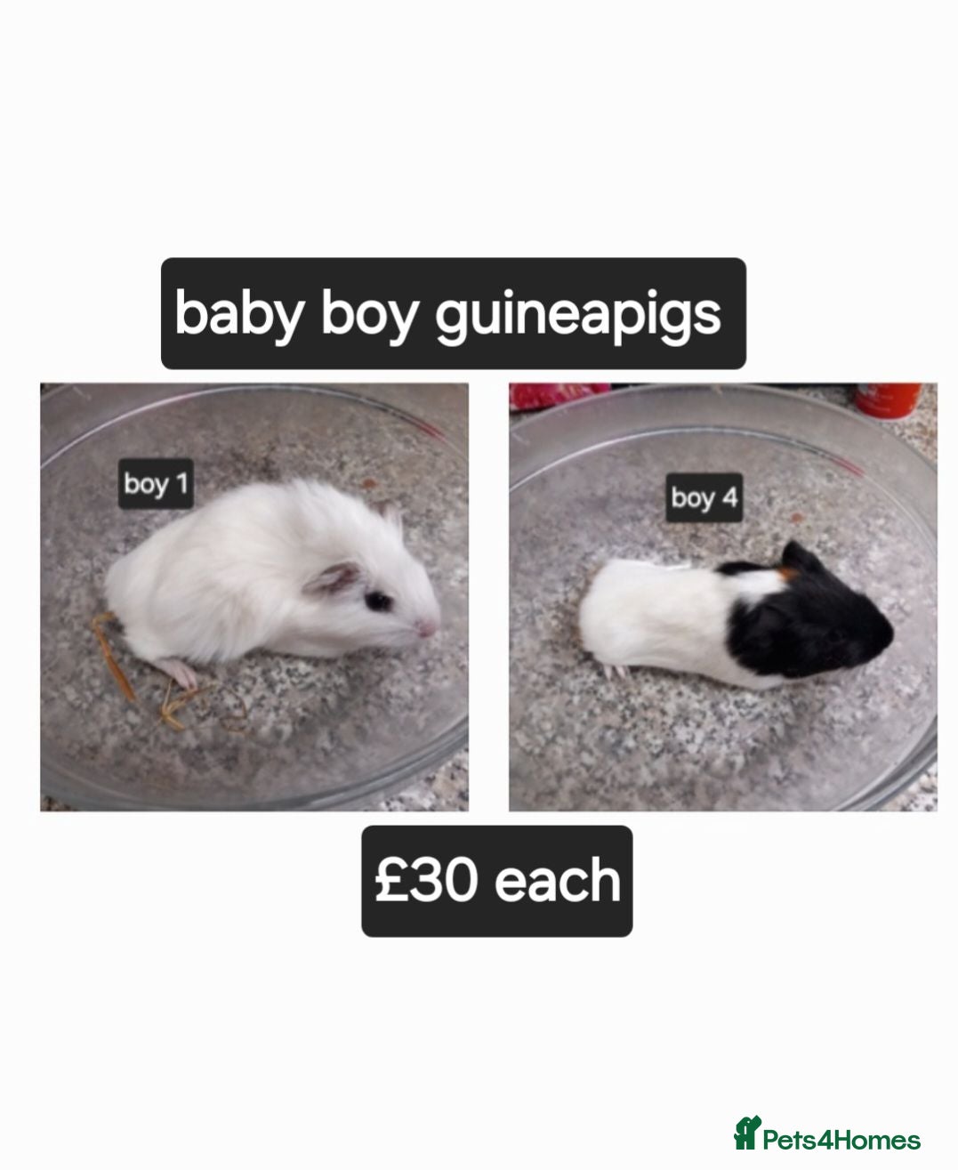 Guinea Pig rodents Baby boy guinea pigs ready now  - Advert 22